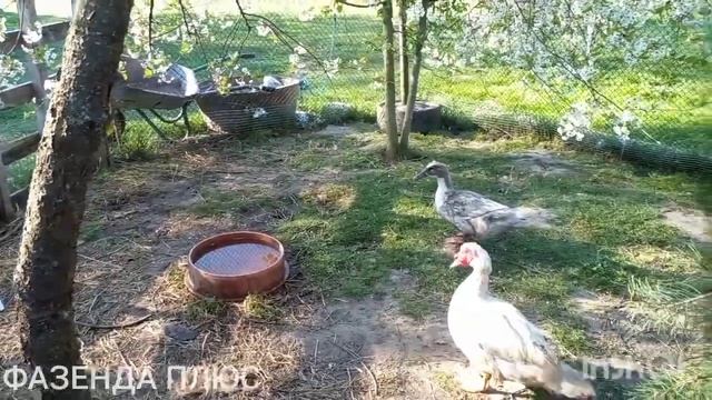 Утка Голубой Фаворит,такая интересная и загадочная))) смотреть онлайн