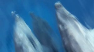 ? Dolphin Underwater Sounds with Relaxing Music