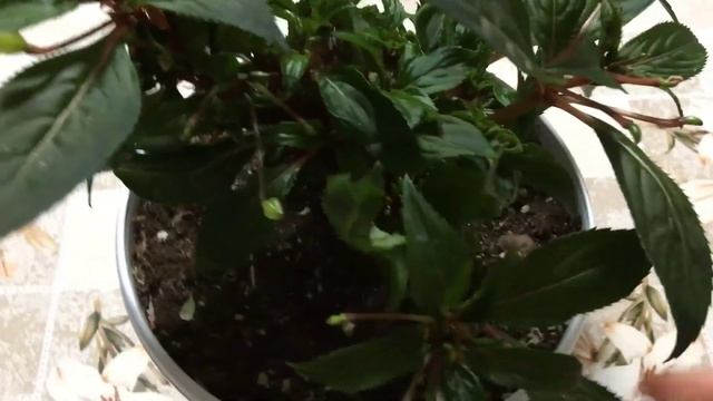 10 дней после обработки "Клещевитом" #ВиленаЦветкова