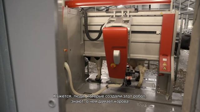 Отзывы фермеров из разных стран о доильном роботе Lely Astronaut A5 смотреть онлайн