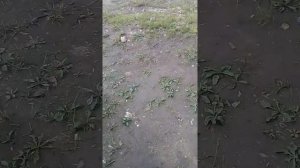 Карбюратор yamaha XT 225 serov