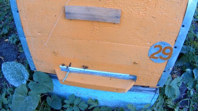 Обработка от клеща осенью! Жгуты ТЭДА! Обработка в сентябре! смотреть онлайн