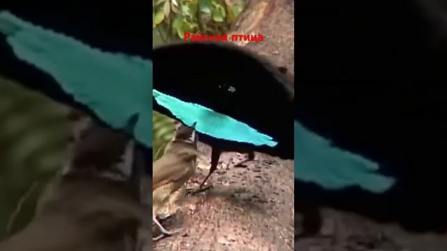 Райская птица смотреть онлайн