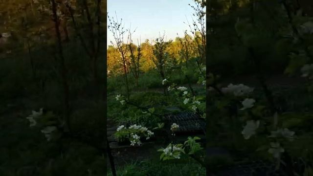 Персики весной 2021 смотреть онлайн