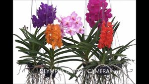 КАК ЗАСТАВИТЬ ЦВЕСТИ ОРХИДЕЮ #СТИМУЛЯЦИЯ_ЦВЕТЕНИЯ_ОРХИДЕИ . ПОЧЕМУ НЕ ЦВЕТЁТ ОРХИДЕЯ #oldenburgru#2
