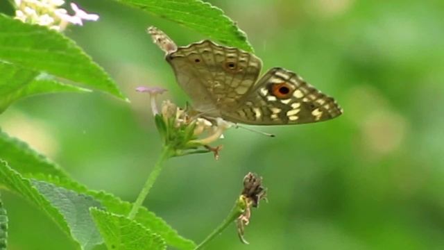 Photography on Butterflies ||Canon SX520 Testing|| смотреть онлайн