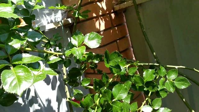 Роза Сахара смотреть онлайн