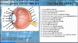 Восстановление органа зрения при помощи числовых рядов Григория Грабового. Часть 1