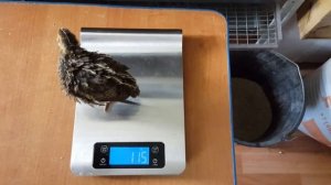 Взвешивание перепелят в 14 день, от супер производителей породы Техасский Бройлерный, перепел Фарао