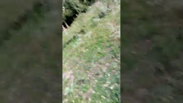 продолжение на заброшенной лесопилке