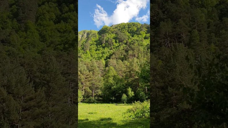 Magnificent mountain forest and #Birdsong