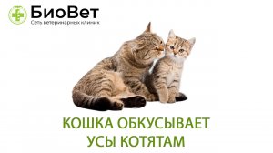 Кошка обкусывает усы котятам