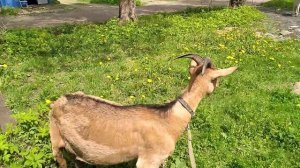 Почему козы кашлеют и чихают в июне ?