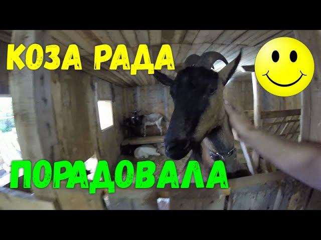 Коза Рада порадовала) и вечерняя трапеза