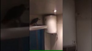 Попугай матерится