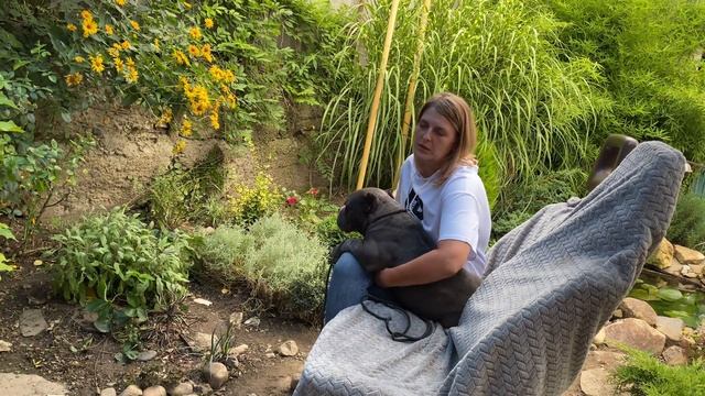 О породе американский булли от заводчика и кинолога. Типы, характер, здоровье,кормление,особенности смотреть онлайн