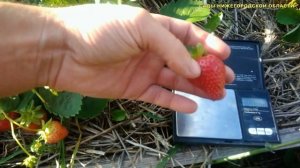 РЕМОНТАНТНАЯ КЛУБНИКА.Клубника сорт Арабелла
