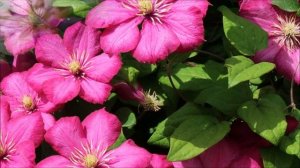 САМЫЕ КРАСИВЫЕ И ОБИЛЬНО ЦВЕТУЩИЕ КЛЕМАТИСЫ ГРУППЫ ВИТИЦЕЛЛА