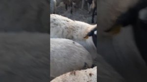 ДОРПЕР И РОМАНОВСКИЙ ПОМЕС КРОССИ