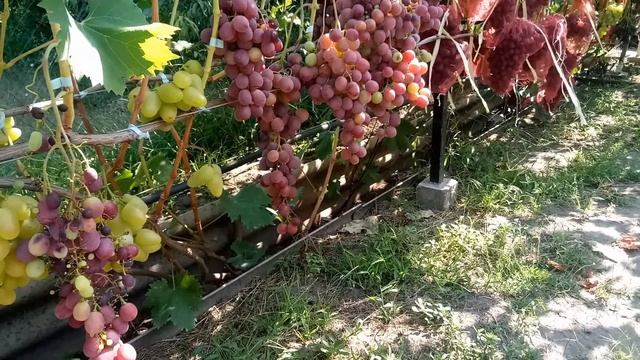 Постфактум 2019 Андрюша, Свилена, Красная роза, Верона смотреть онлайн