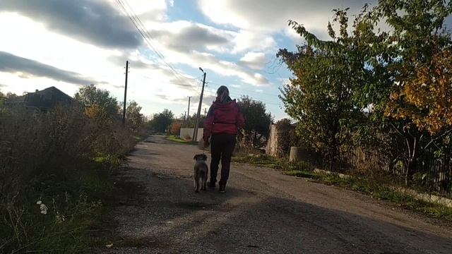 дрессировка миттельшнауцера