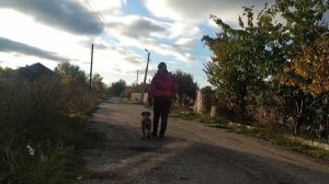 дрессировка миттельшнауцера