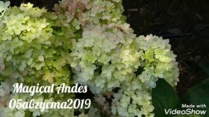 05августа2019 Карликовая Метельчатая Гортензия Magical Andes