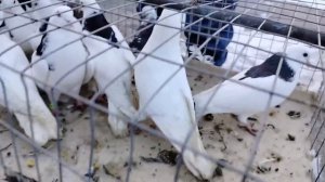 Ярмарка голубей г.Узловая 02.03.24