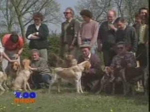 Итальянская легавая - обзорный фильм про породу