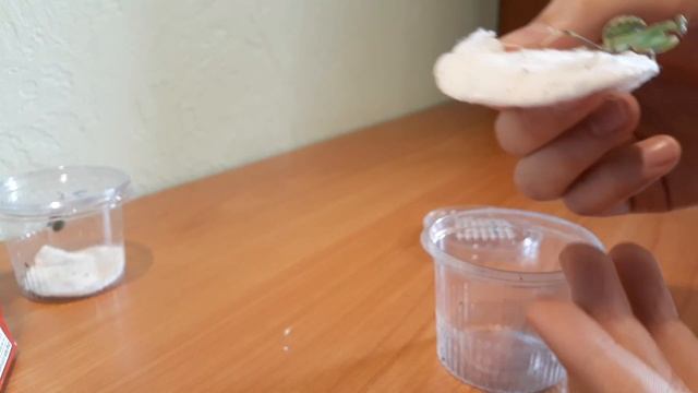 Распаковка богомолов??? Африканский богомол / Sphodromantis viridis смотреть онлайн