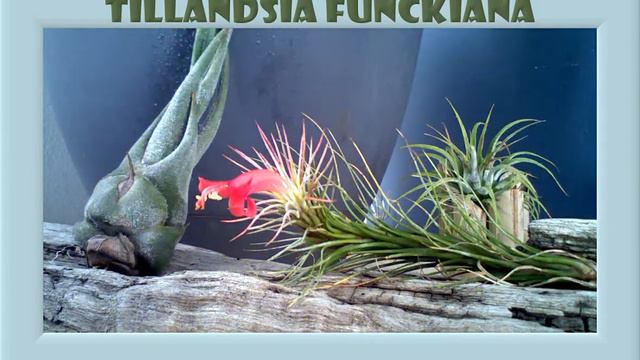 Tillandsia Funckiana Flowering смотреть онлайн