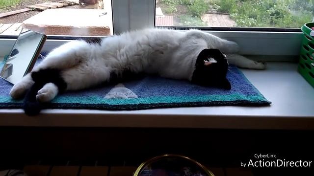 Дыня из семян дыни, купленной в Дагестане. смотреть онлайн