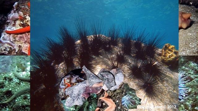 Тип Иглокожие смотреть онлайн