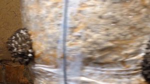 КАК ЗАРАБОТАТЬ НА ВЫРАЩИВАНИИ ГРИБОВ (ВЕШЕНКА)