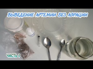 ВЫВЕДЕНИЕ АРТЕМИИ БЕЗ АЭРАЦИИ. ЛЁГКИЙ СПОСОБ !!!