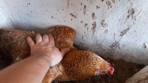 билефельдер плюс помесные куры
