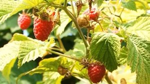 Удачные заметки. Неприхотливый сорт малины