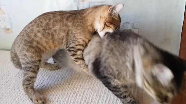 Я почему раньше злой был ?Потому что у меня дома бардак был .Теперь я добреть начну. Конец отмостке смотреть онлайн