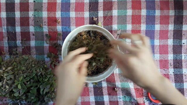 Uyku Çiçeği Bakimi Ve Budamasi смотреть онлайн