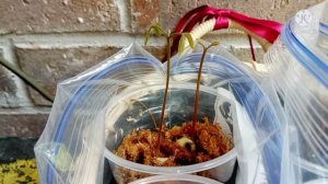 ?3 Ways To Grow Longan Fruit Trees With 100% Successful Growth!