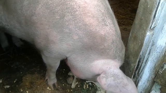СОДЕРЖАНИЕ БЕРЕМЕННОЙ СВИНЬИ. #feeding_a_pregnant_pig# смотреть онлайн