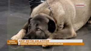 чистокровный кангал