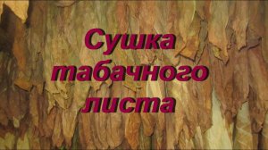 ДНЕВНИК ТАБАКОВОДА № 50 ( 5.09. Сушка табачного листа ) ТАБАК