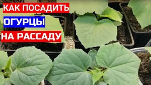 Посадите огурцы в стаканы - растут даже в холод. Как посадить огурцы
