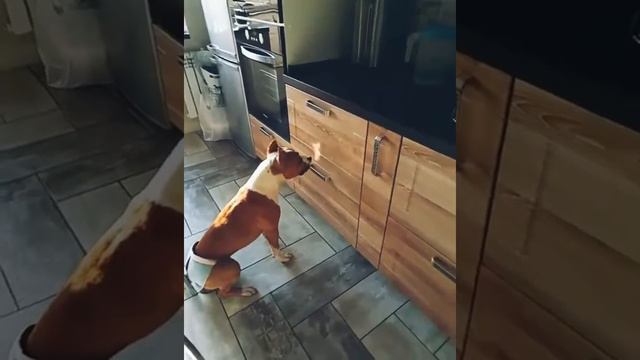 Стаффордширский терьер Роксана изучает солнечного зайчика) смотреть онлайн