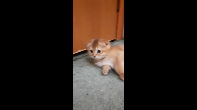 шотландские котята 🐈⬛