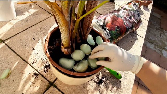 العناية بالنباتات المنزلية النخلة الداخلية ولسان الحما و الفيتونيا смотреть онлайн