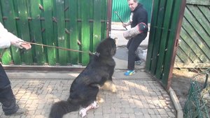 Тибетский мастиф. Первое занятие по охране.