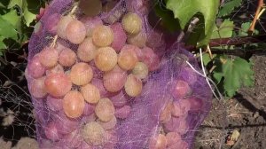 Одна из САМЫХ ВКУСНЫХ Гибридных Форм ВИНОГРАДА!