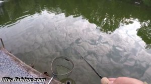 Как поймать Форель в жару